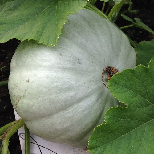 Winter Squash Crown Prince